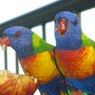 Guest Lorikeets 800x600