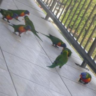 Guest Lorikeets Inkley 800x600