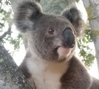 Koala Conversations