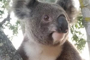 Koala Conversations