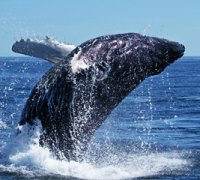 Whale Breach